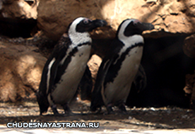 Пингвины в зоопарке