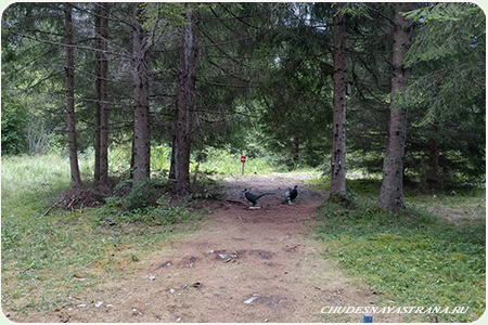 3D Archery Course Maltal - 