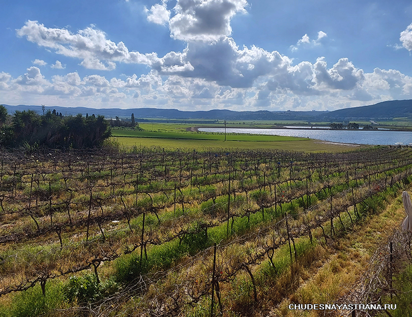  Sadot Winery