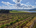 Sadot Winery