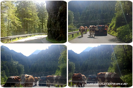         Weissee