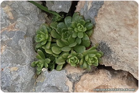 , Rosularia lineata
